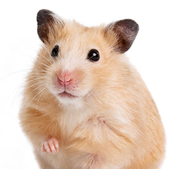 Hamster Bob
